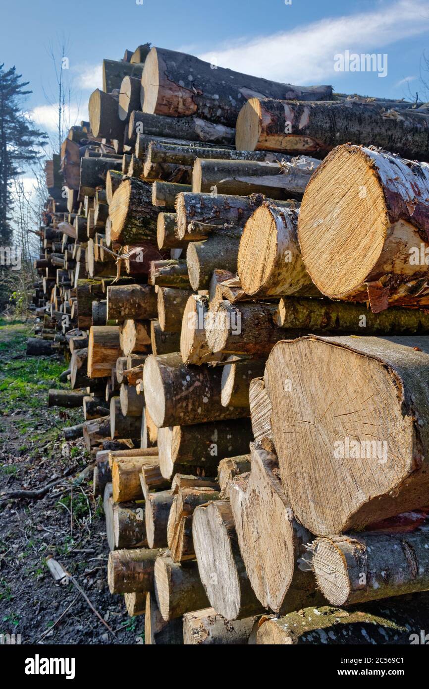 Grand tas d'arbres coupés dans une forêt Banque D'Images