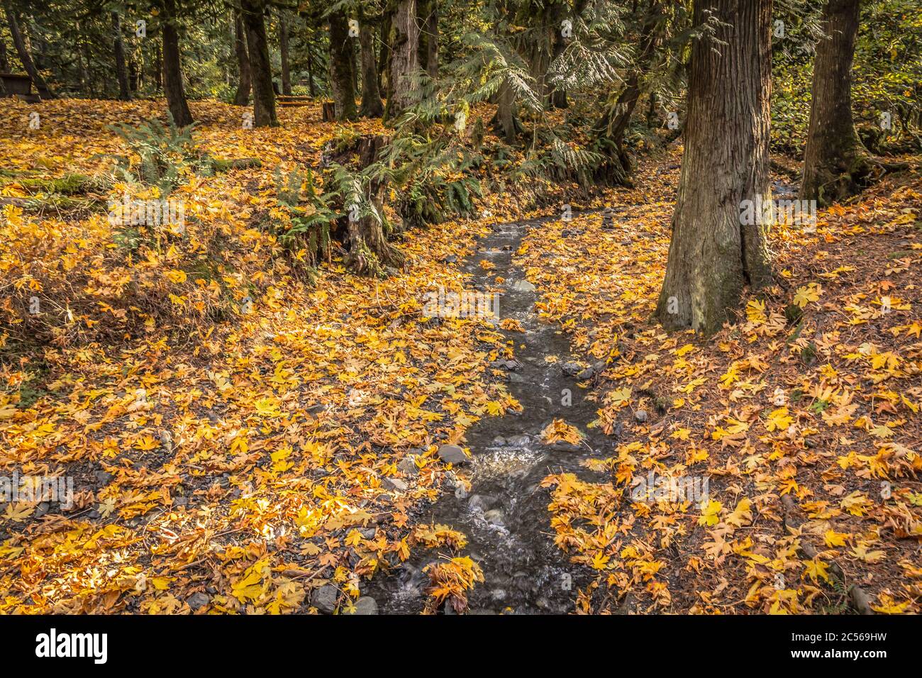 Feuilles d'érable doré dans une forêt le long d'un petit ruisseau Banque D'Images