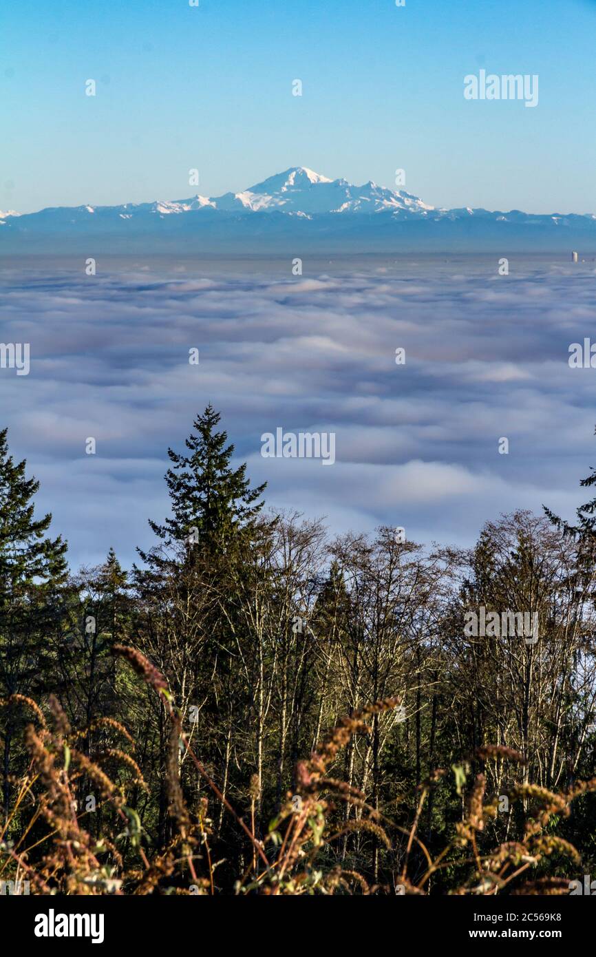 Arbres en premier plan avec une mer de brouillard menant au Mont Baker au loin Banque D'Images