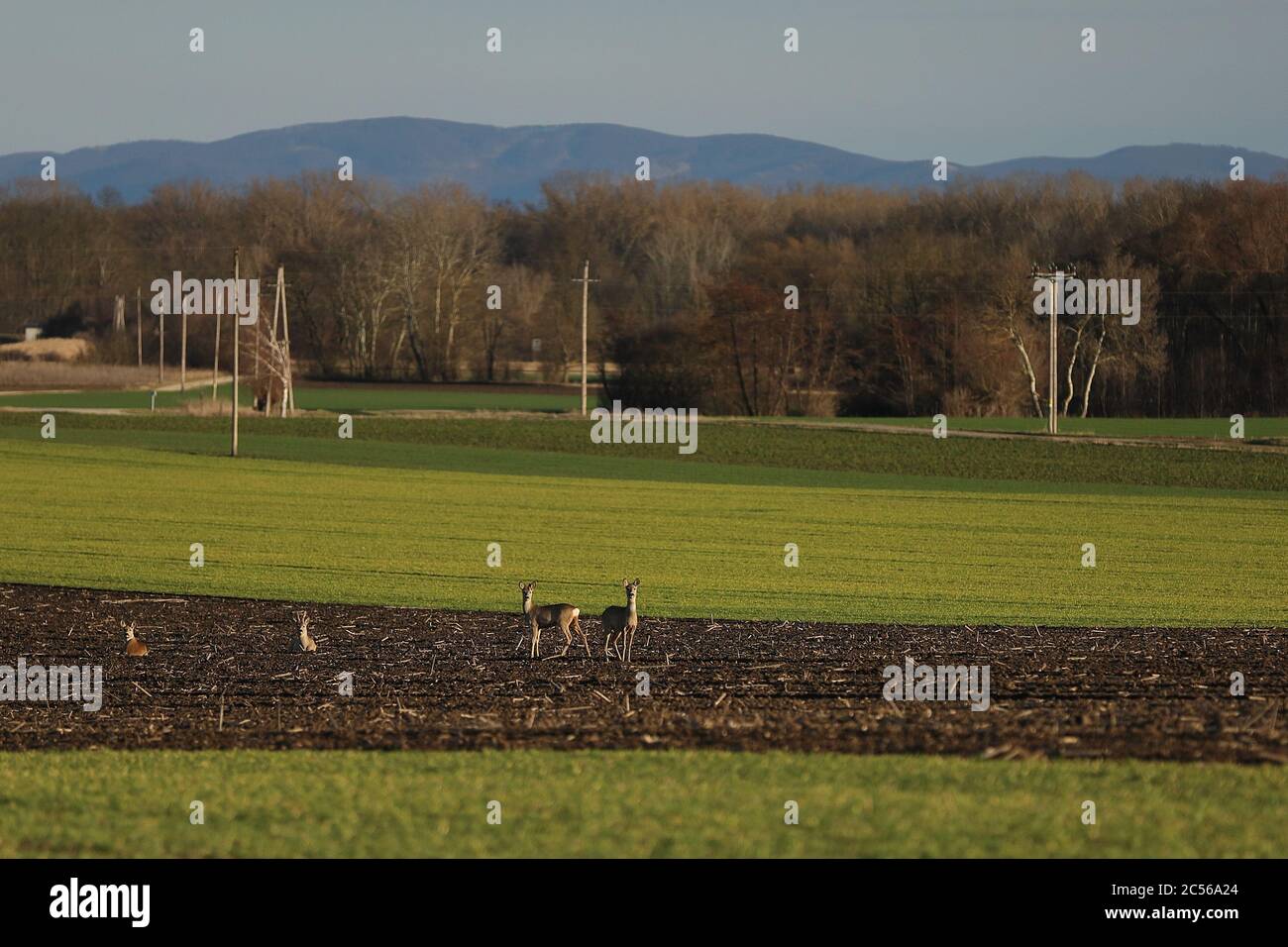 Prise de vue de deux cerfs se tenant dans un champ près de arbres avec des collines en arrière-plan Banque D'Images