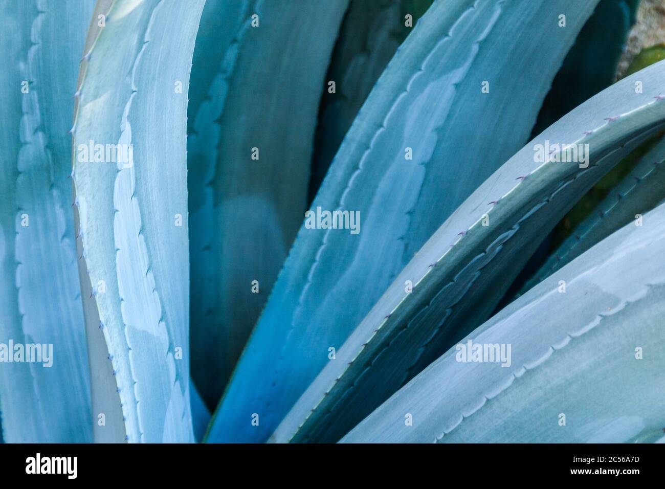 Agave bleu Banque D'Images