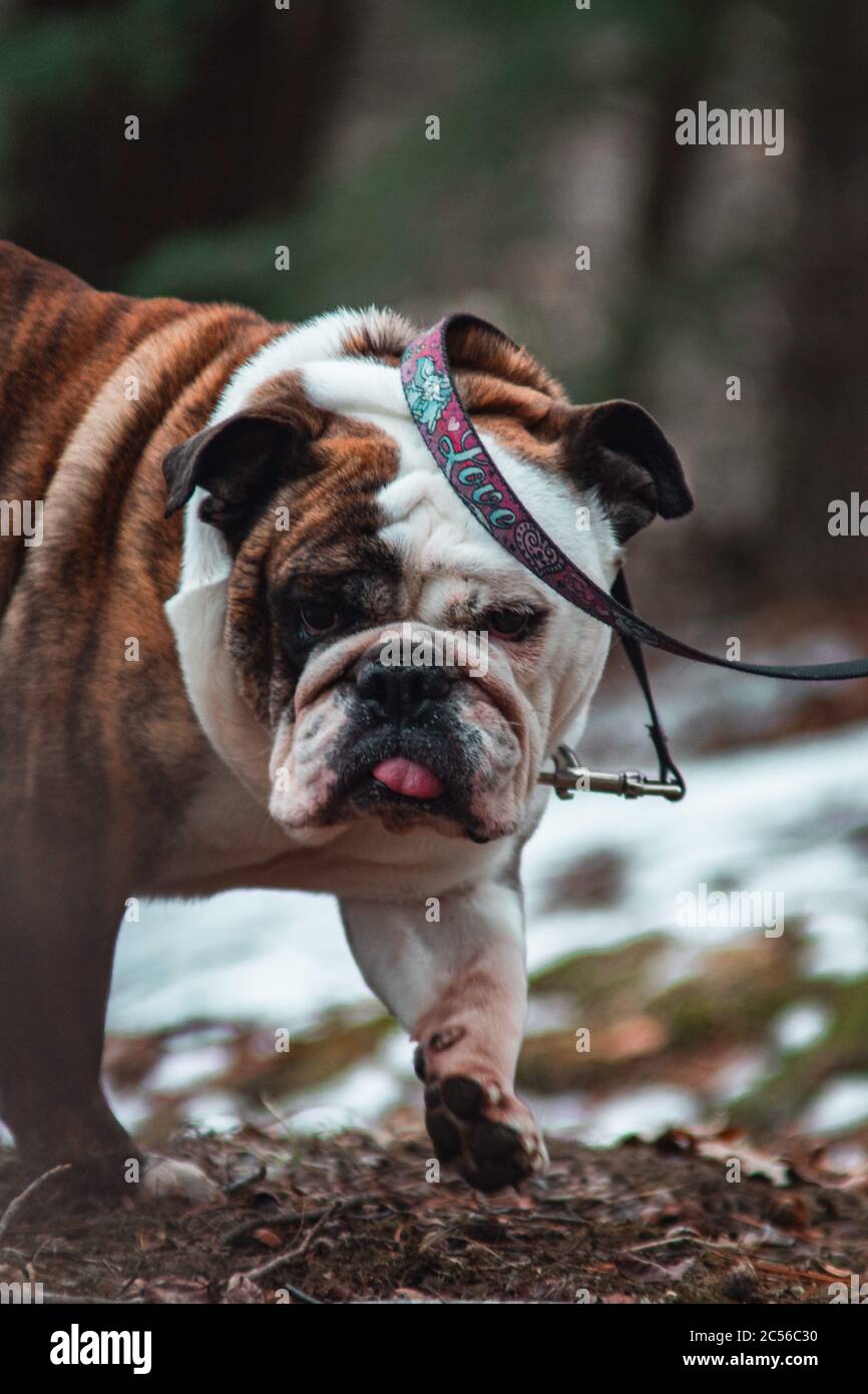 Photo verticale d'un Bulldogge anglais Olde marchant dans un forêt Banque D'Images