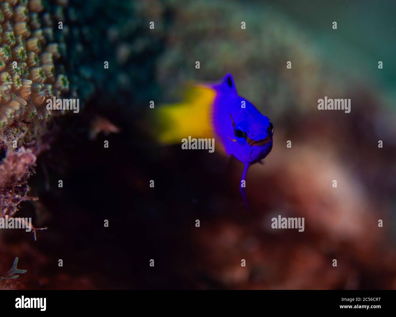 Un basset fée, ou une gramma royale, navigue sur le récif à Bonaire, aux pays-Bas. Le nom scientifique est gramma loreto Banque D'Images