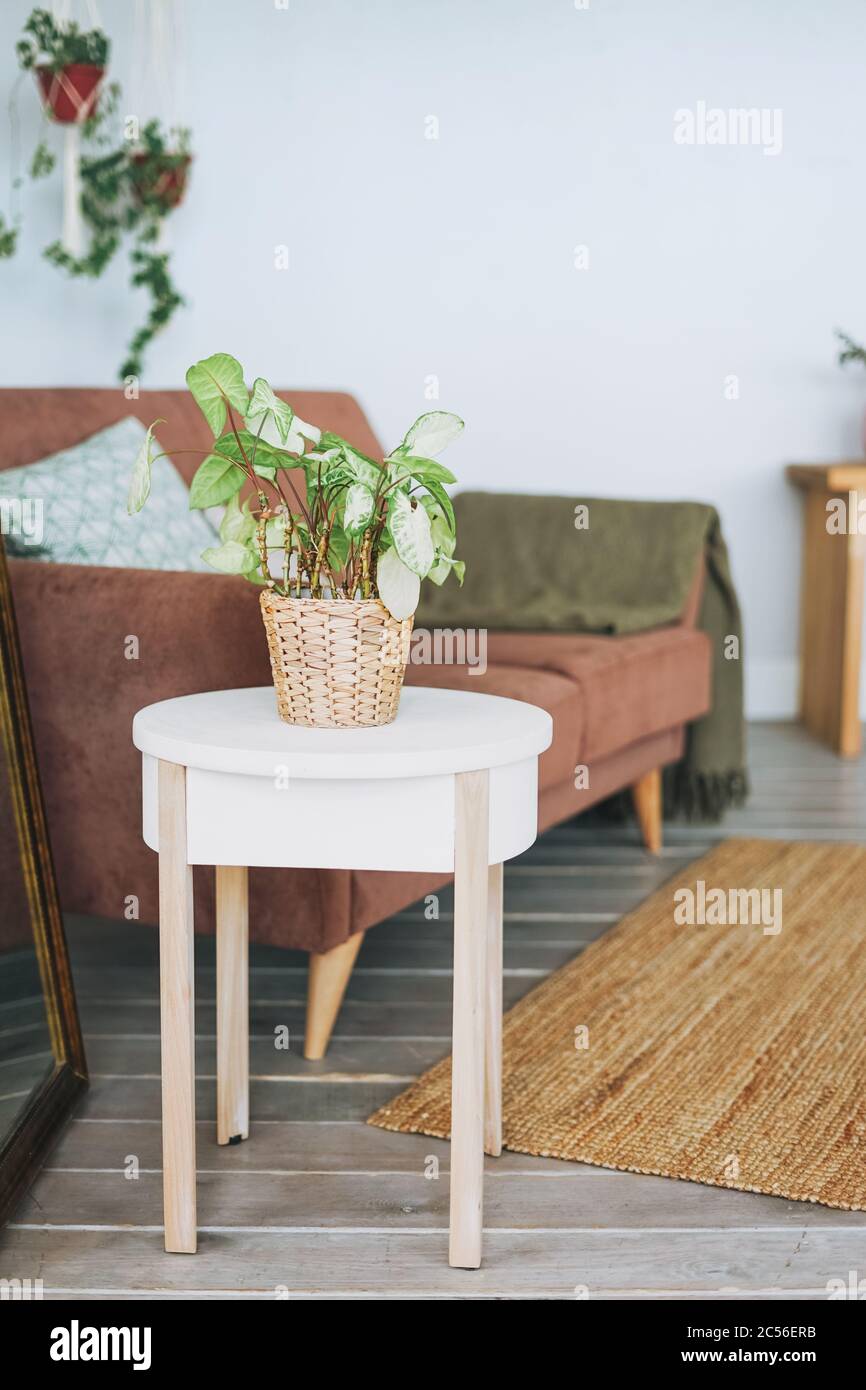 Plante maison verte en osier sur table blanche dans le salon confortable, intérieur scandinave Banque D'Images