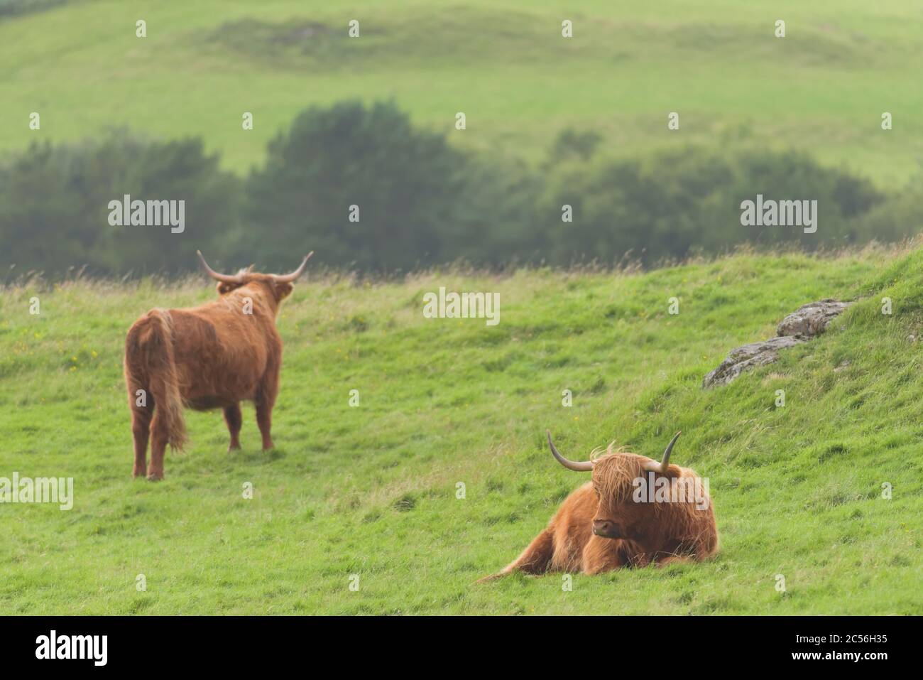 Scène de 2 boeufs écossais de race brune orangée. L'un se trouve dans l'herbe, l'autre regarde loin. Espace de copie, émotion de désaccord. Banque D'Images