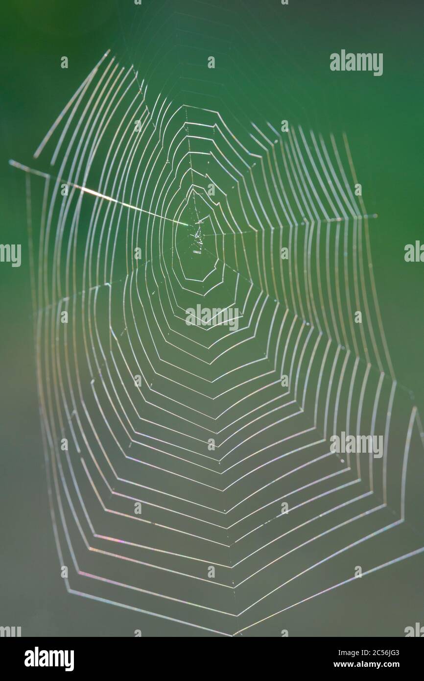 Spider web en automne Banque D'Images