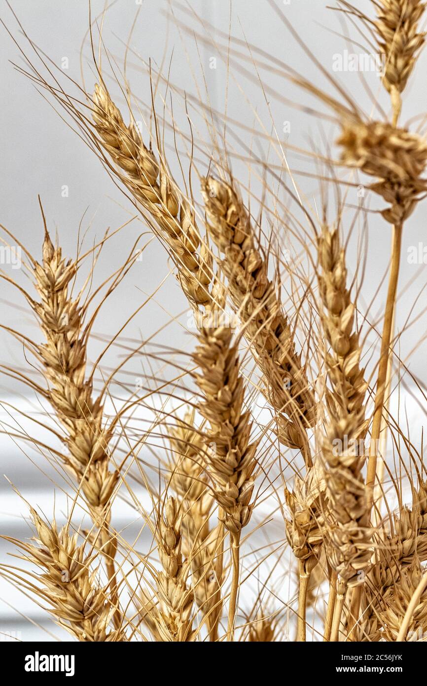Gros plan sur les oreilles sèches de blé dans l'intérieur de la pièce Photo  Stock - Alamy