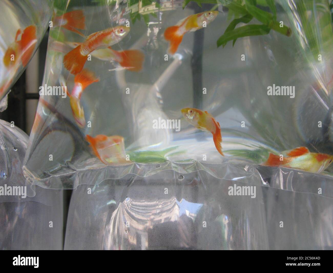 Gros plan de poissons rouges dans un sac en plastique Banque D'Images