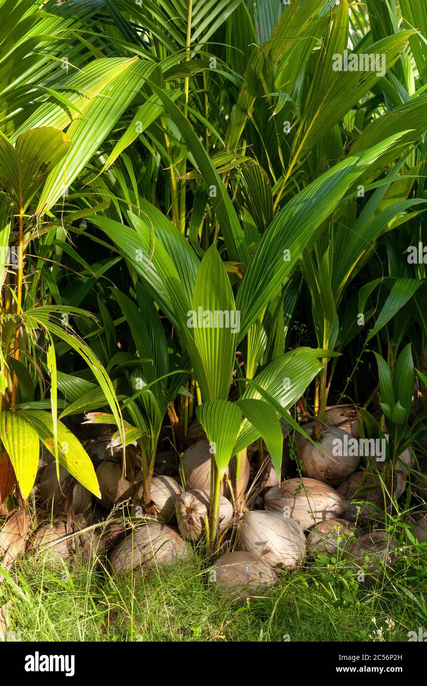 bouquet de noix de coco germées sur l'herbe dans une forêt tropicale Banque D'Images