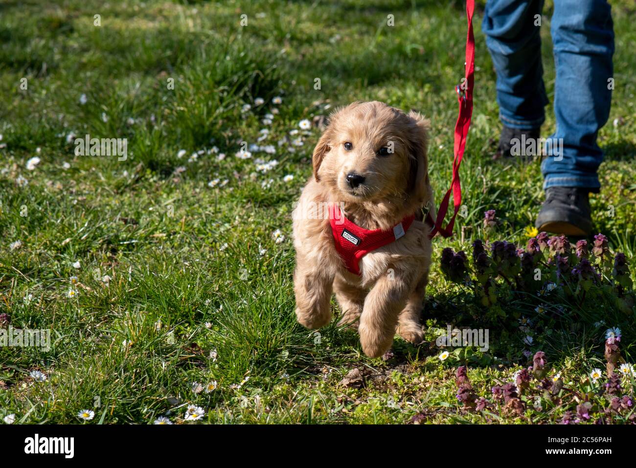 Un mini-Goldendoodle de 8 semaines (mélange d'un retriever d'or et d'un petit coolé) sur une promenade Banque D'Images