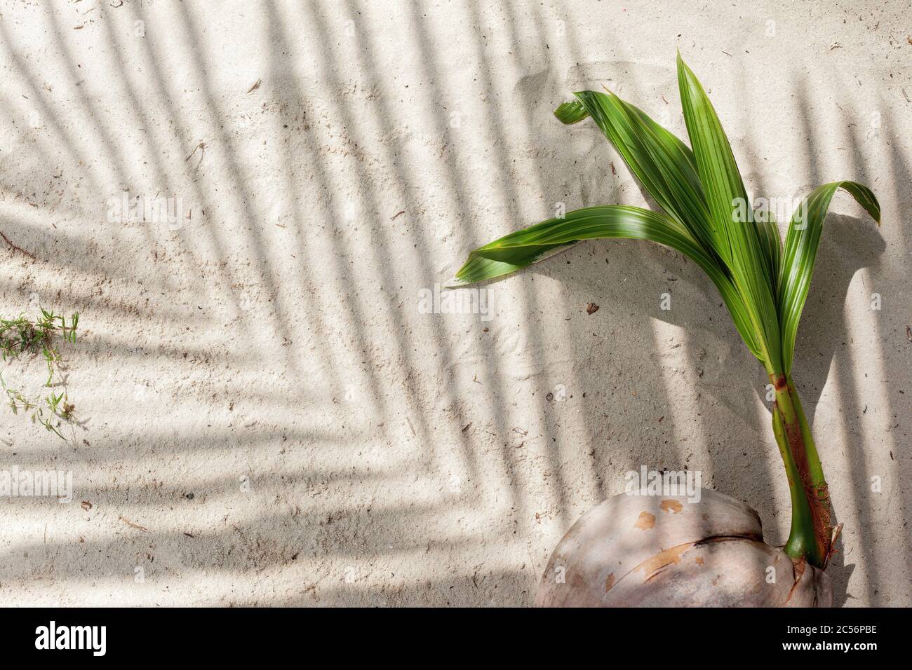 ombre de la branche de palmier , sable de coconuton germé de près Banque D'Images