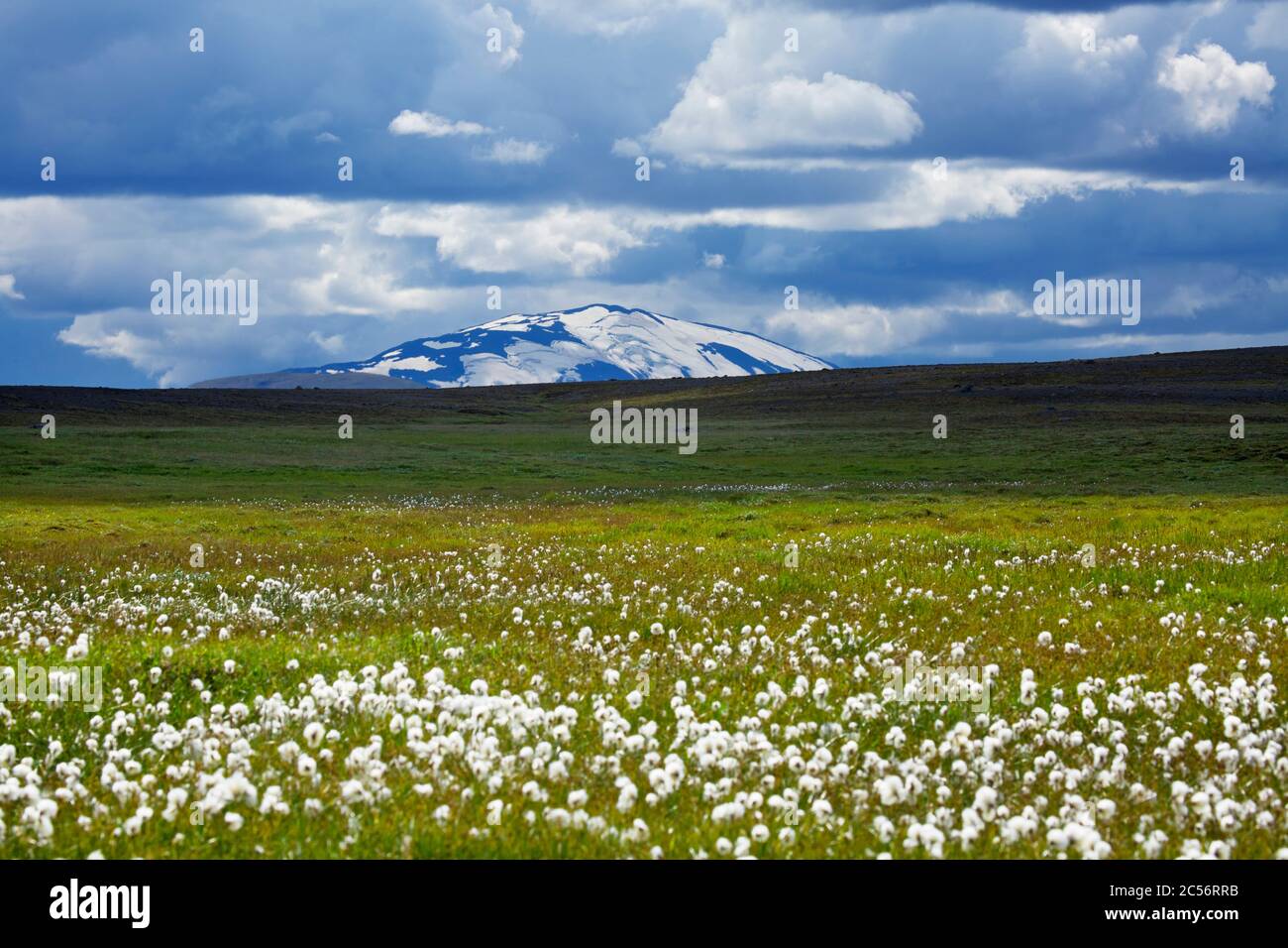 Vue depuis les Budarhal sur les prairies d'herbe de coton jusqu'au volcan Hekla Banque D'Images