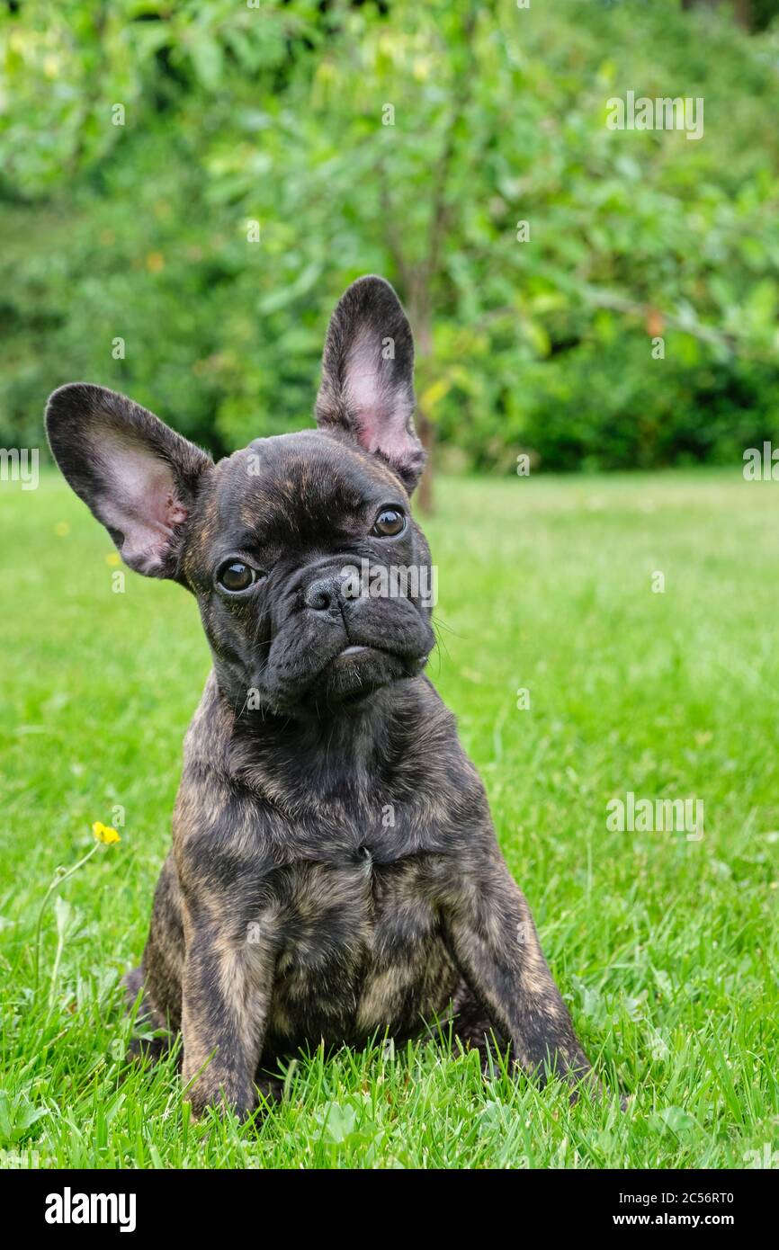 Chiot Bouledogue Francais Brun Banque D Image Et Photos Alamy Chiot Bouledogue Francais Brun Banque D Image Et Photos Alamy
