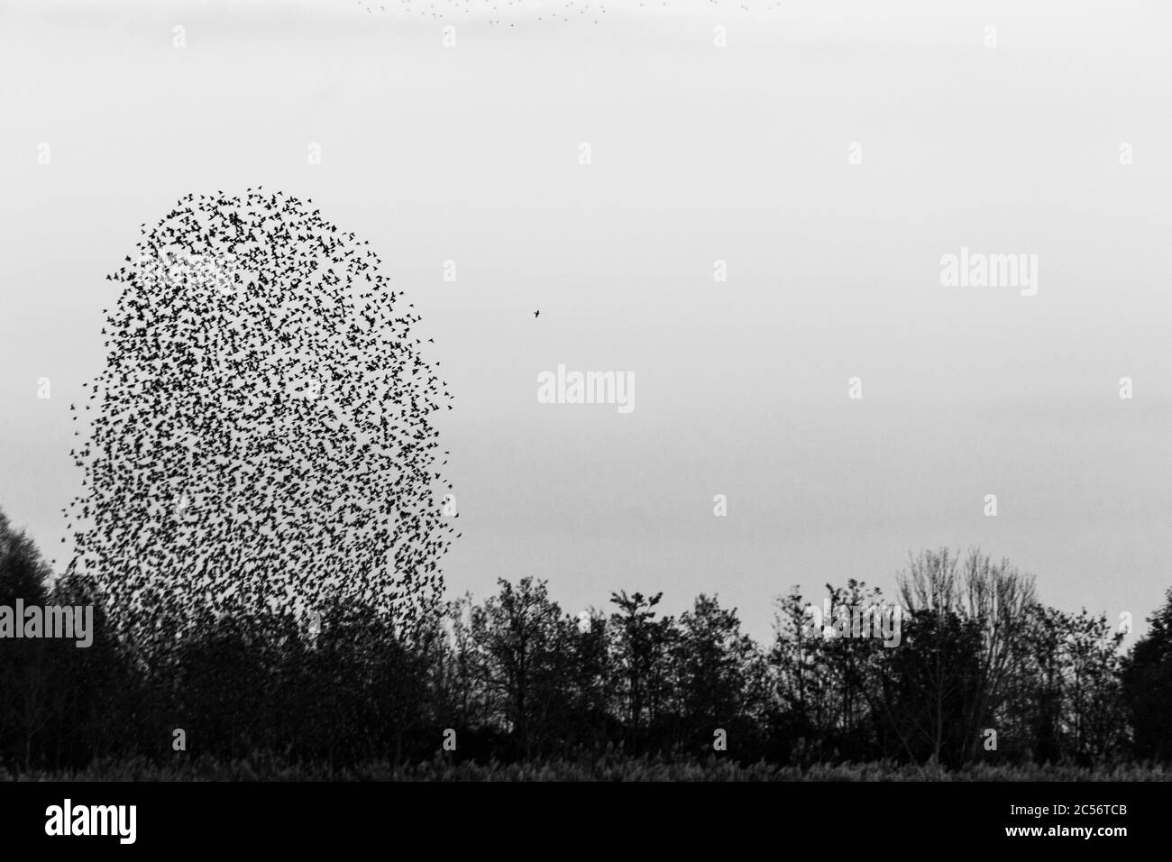 Troupeau d'oiseaux faisant une belle et parfaite forme dans le ciel, au-dessus de quelques arbres Banque D'Images