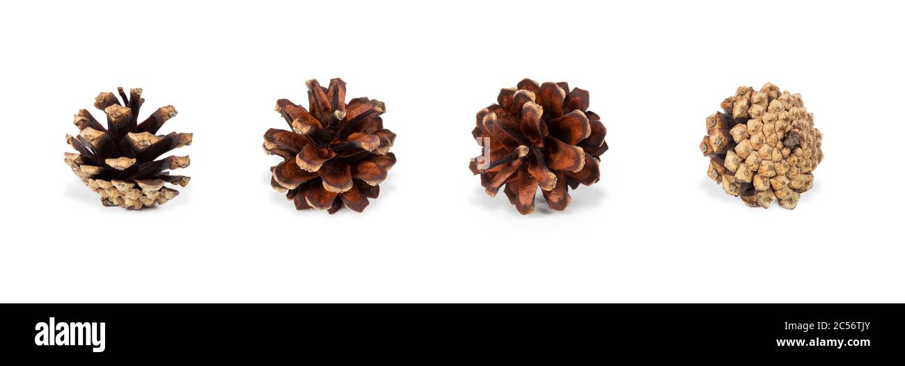 Cône de pin sur fond blanc. Prise de vue macro de la pomme de pin isolée haute résolution. Banque D'Images