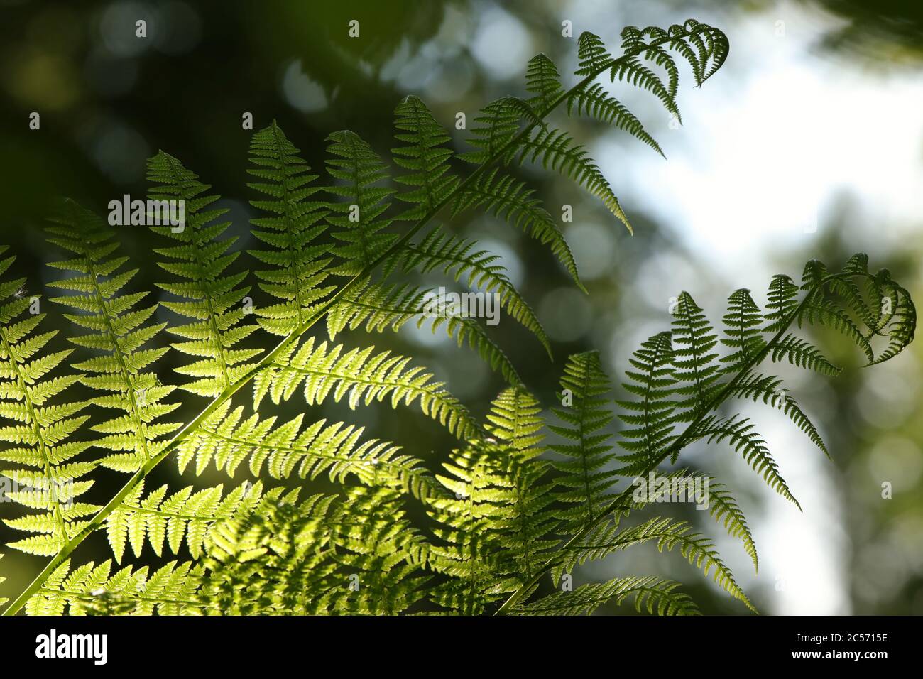 Gros plan de Fern dans la forêt Banque D'Images