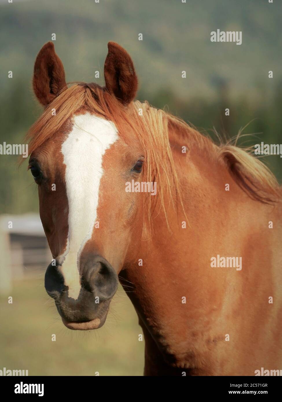 Portrait de Chestnut Arabian Mare au pâturage, à l'observation, curieux. Banque D'Images