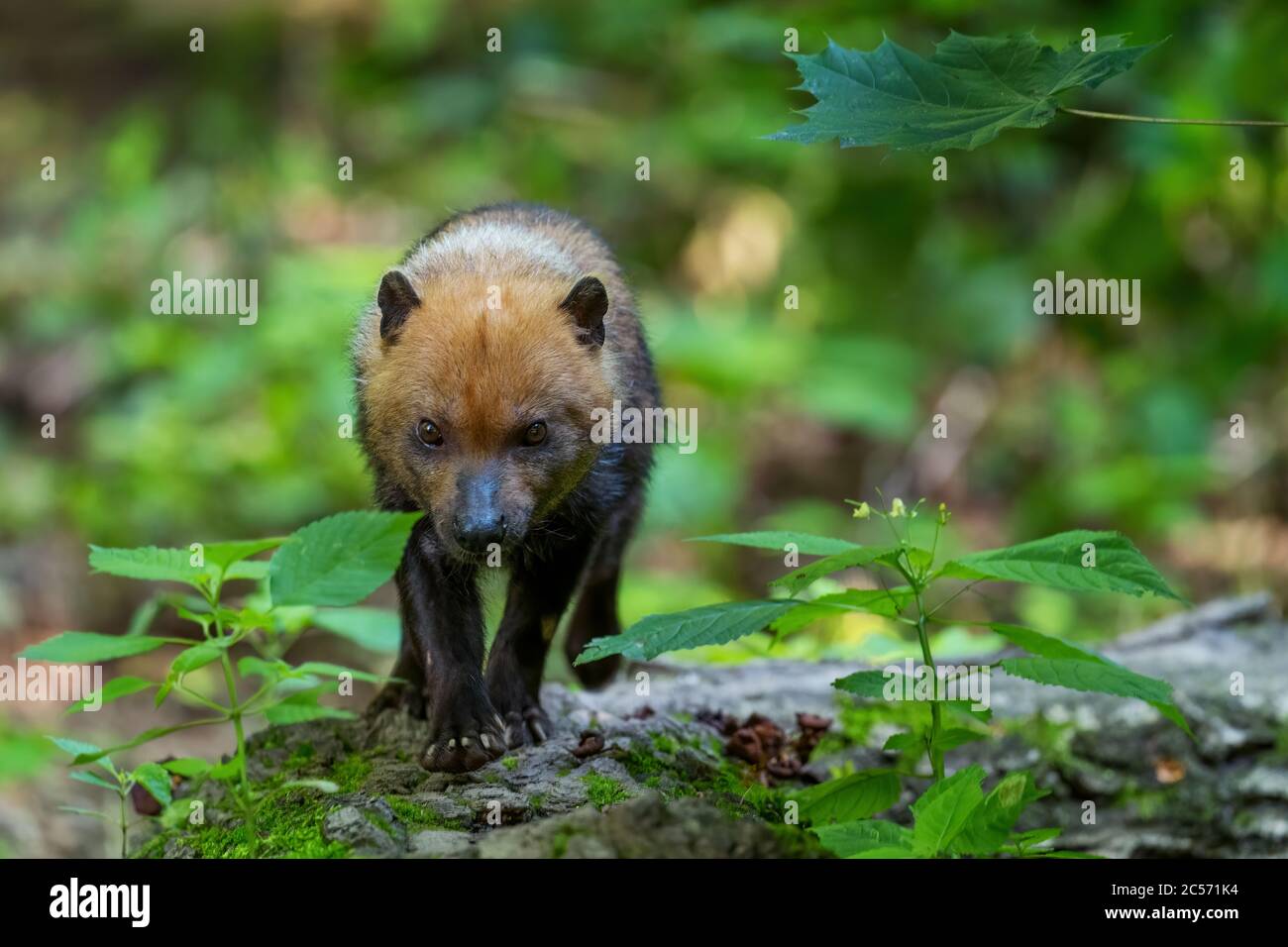 Chien Bush - Speothos venaticus, petit chien sauvage timide des forêts sud-américaines, Équateur. Banque D'Images