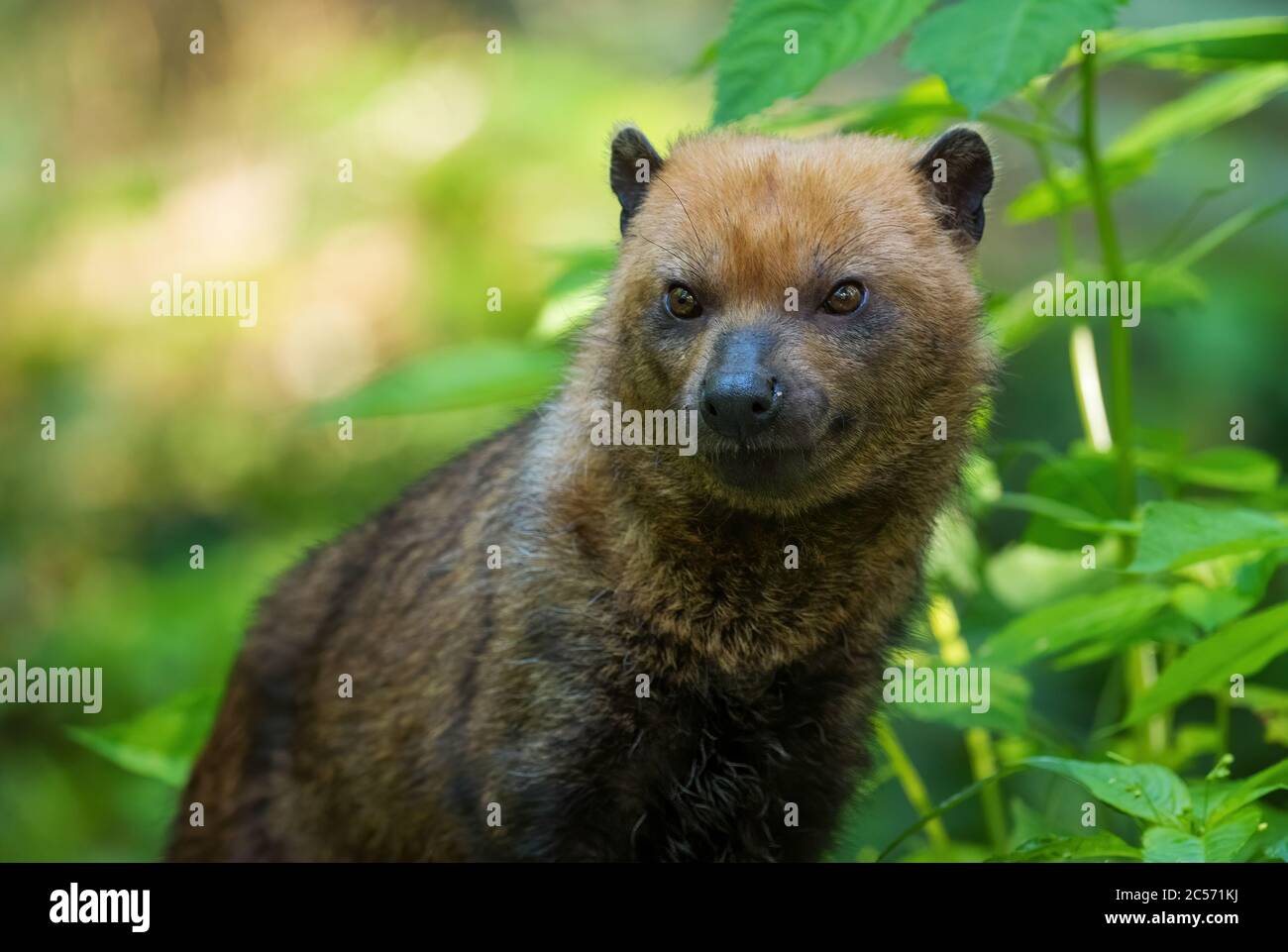 Chien Bush - Speothos venaticus, petit chien sauvage timide des forêts sud-américaines, Équateur. Banque D'Images