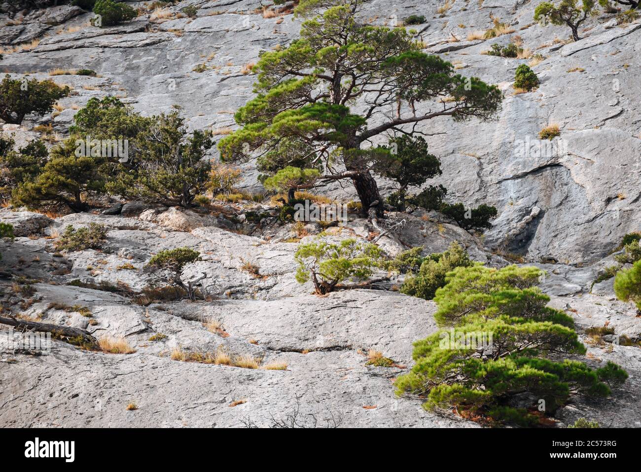 Les petits arbres poussent sur les falaises de montagne. Paysage coloré. Arrière-plan nature. Banque D'Images