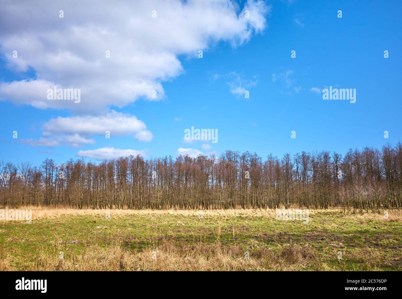 Paysage de la réserve naturelle de Swidwie par une journée ensoleillée, en Pologne. Banque D'Images