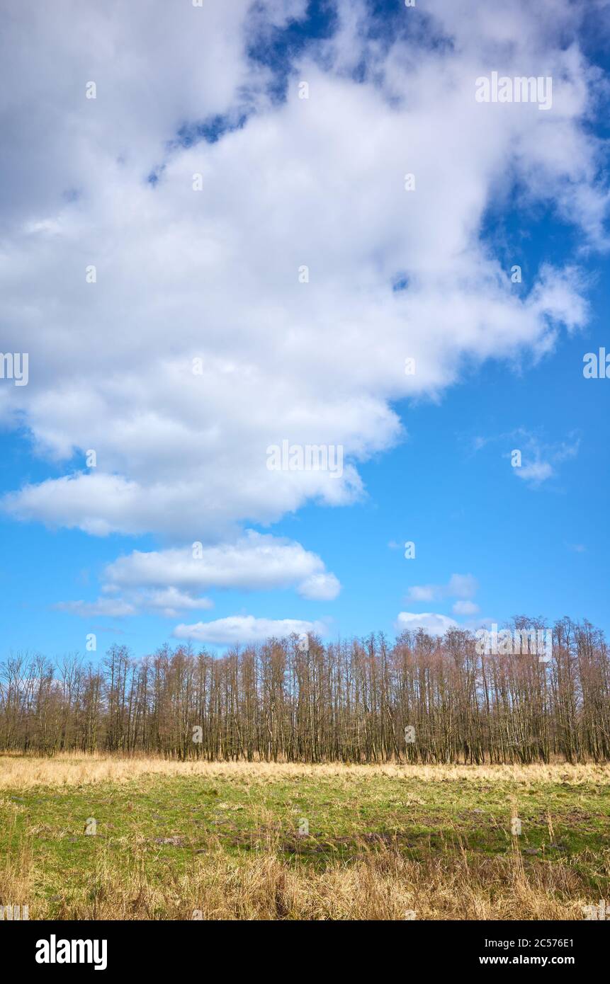 Paysage de la réserve naturelle de Swidwie par une journée ensoleillée, en Pologne. Banque D'Images