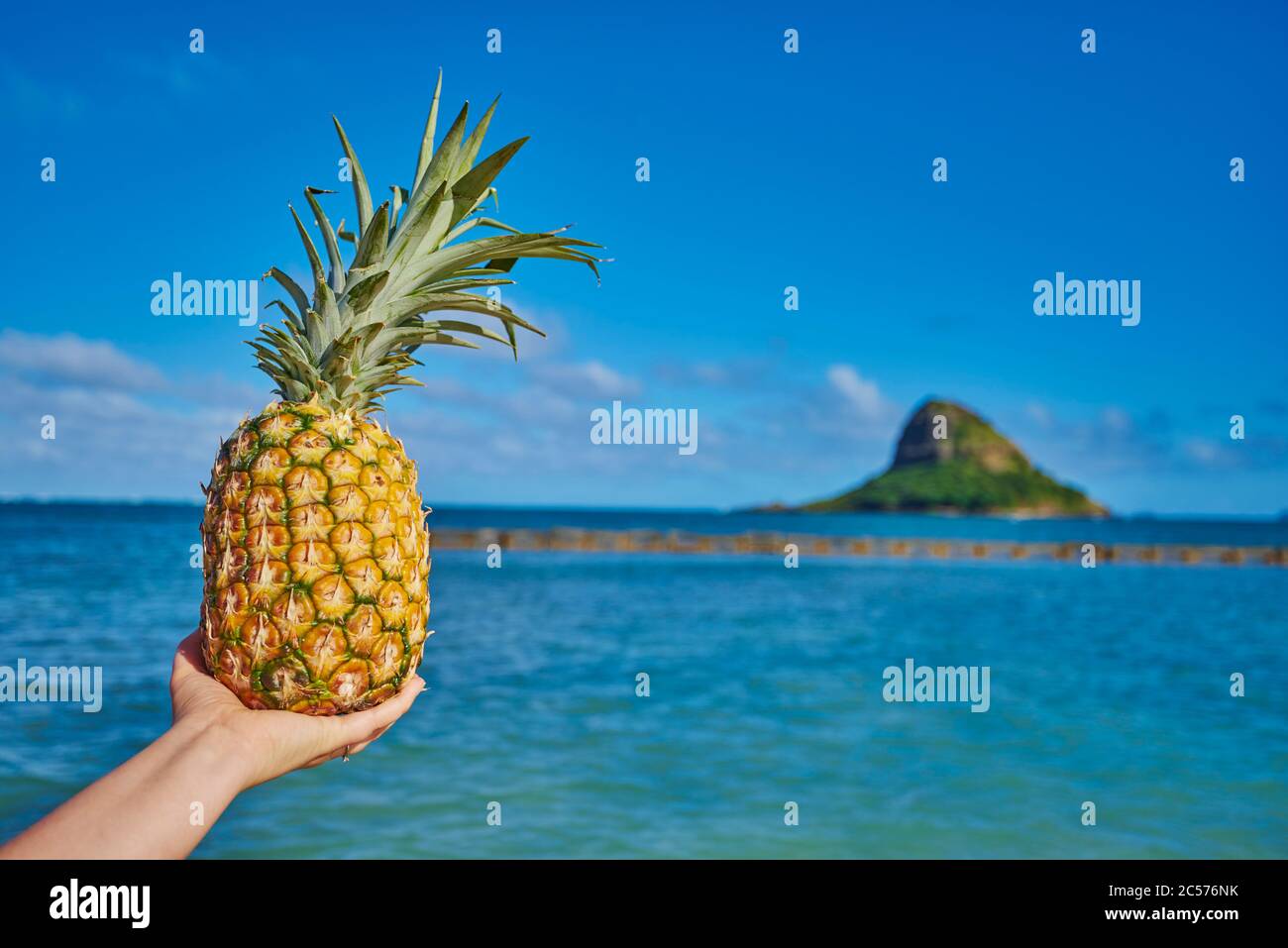 Ananas (Ananas comosus) d'une part sur la plage, Kualoa Rock Beach, Kualoa point, Mokoli'i Island, Kualoa Regional Park, Hawaiian Islands, Hawa Banque D'Images