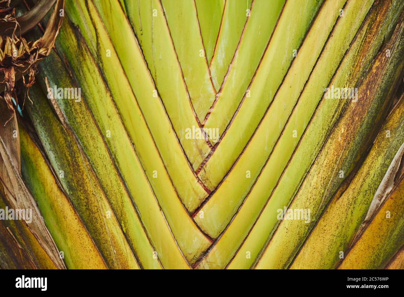 Gros plan de Traveler's Tree (Ravenala madagascariensis), espèce rare d'un palmier à feuilles, Hawaii, Aloha State, États-Unis Banque D'Images
