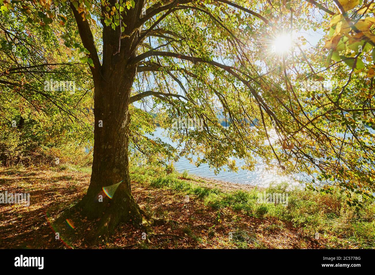 Tilleul (Tilia) aux couleurs automnales et étoile du soleil, spécimen d'arbre sur un lac, Franconie, Bayern, Allemagne Banque D'Images
