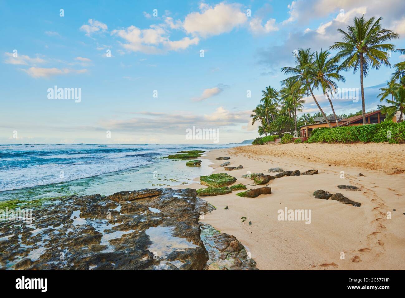 Cococotiers ou cococotiers (Cocos nucifera), Oahu, Hawaii, États-Unis Banque D'Images