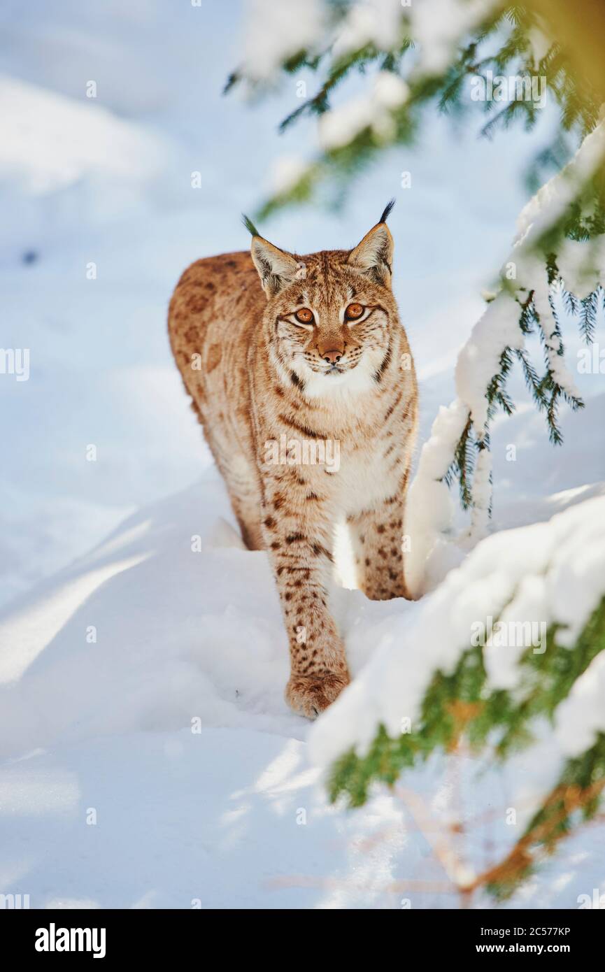 Lynx européen (Lynx lynx) en hiver, frontal, debout, Parc national de la forêt de Bayernn, Bayern, Allemagne Banque D'Images