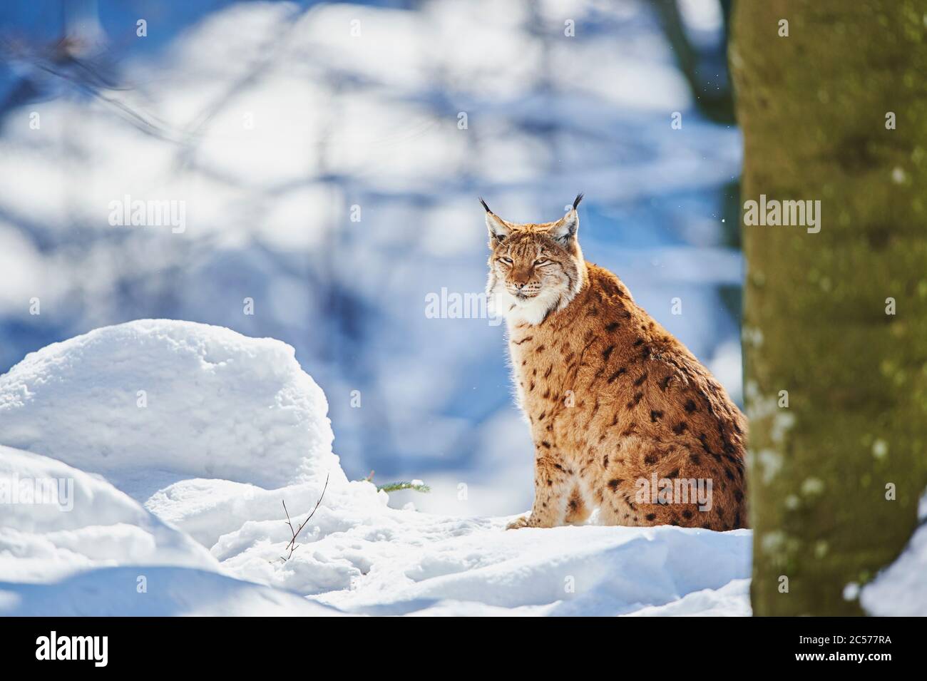 Lynx européen (Lynx lynx) en hiver, assis latéralement, Parc national de la forêt de Bayernn, Bayern, Allemagne Banque D'Images