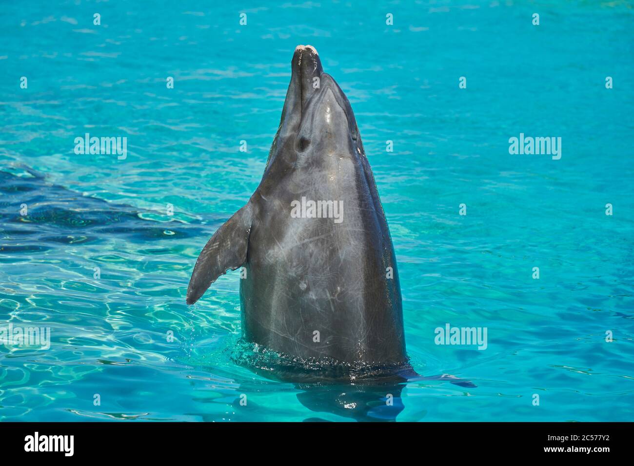 Grand dauphin, Tursiops truncatus, natation, sur les côtés, portrait, île hawaïenne d'Oahu, Hawaï, État d'Aloha, États-Unis Banque D'Images