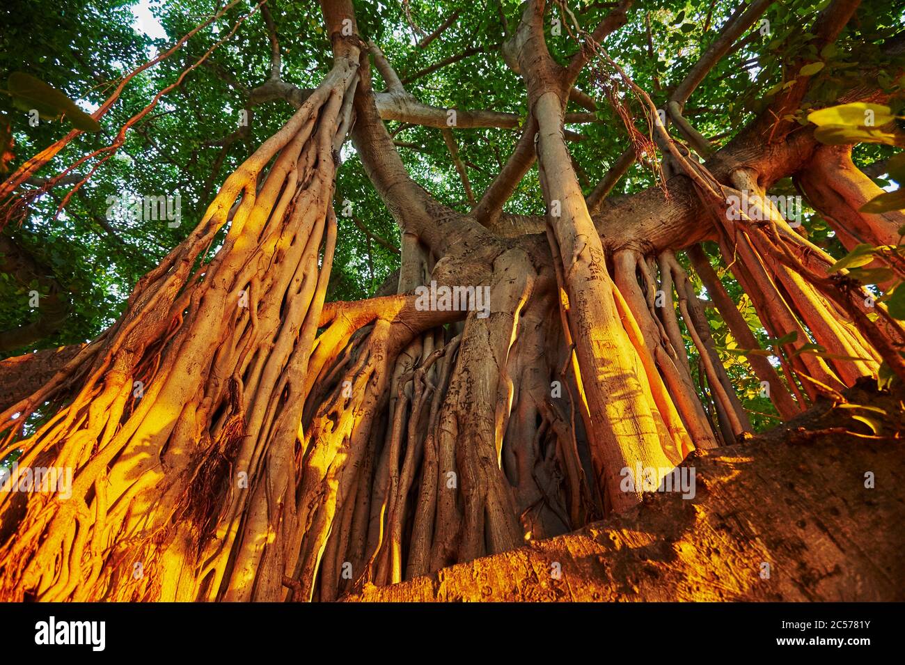 Banyan ou figuiers (Ficus benghalensis) sur Waikiki Beach, Honolulu, île hawaïenne d'Oahu, O'ahu, Hawaii, État d'Aloha, États-Unis Banque D'Images