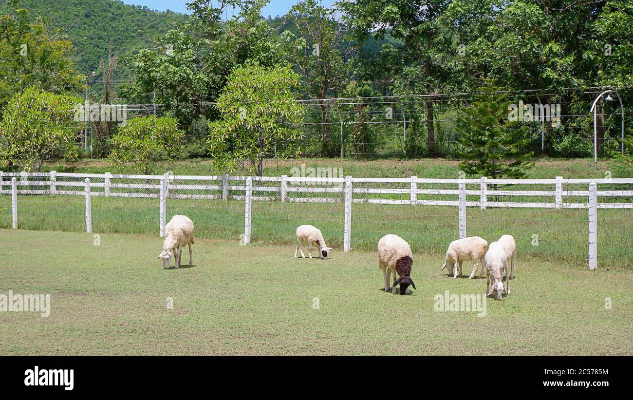 Les moutons blancs mangent de l'herbe dans la ferme arbre de fond et clôtures. Banque D'Images