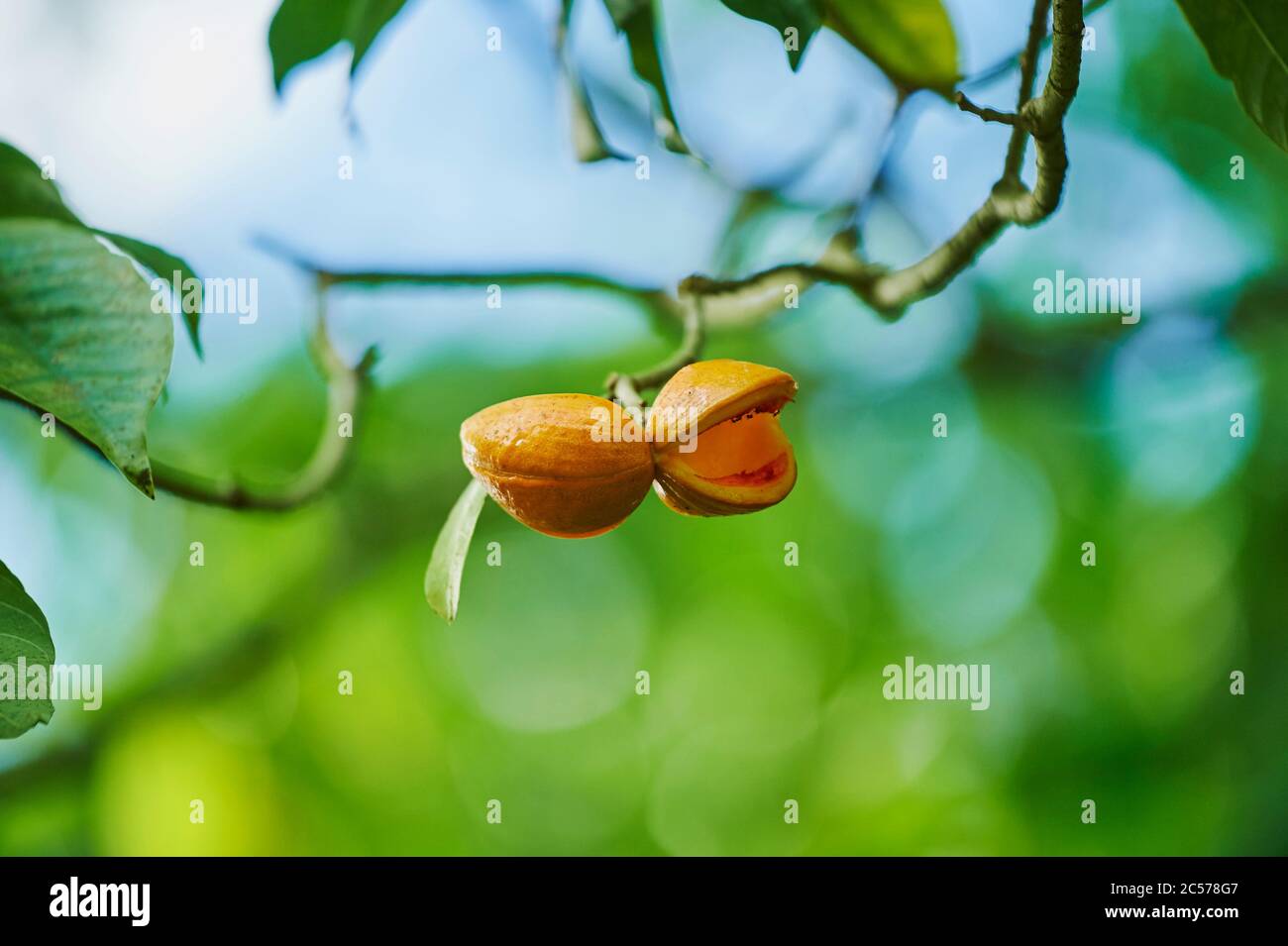 Arbre de savon, Harpullia cupanioides, fruits, graines, Hawaii, Aloha State, États-Unis Banque D'Images