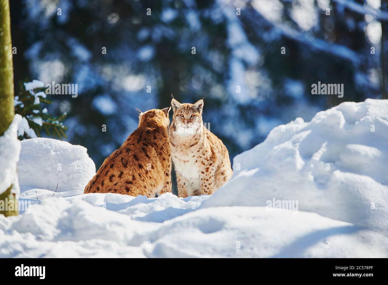 Lynx européen (Lynx lynx) en hiver, Parc national de la forêt de Bayernn, Bayern, Allemagne Banque D'Images