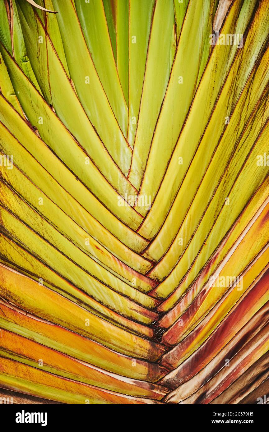 Gros plan de Traveler's Tree (Ravenala madagascariensis), espèce rare d'un palmier à feuilles, Hawaii, Aloha State, États-Unis Banque D'Images