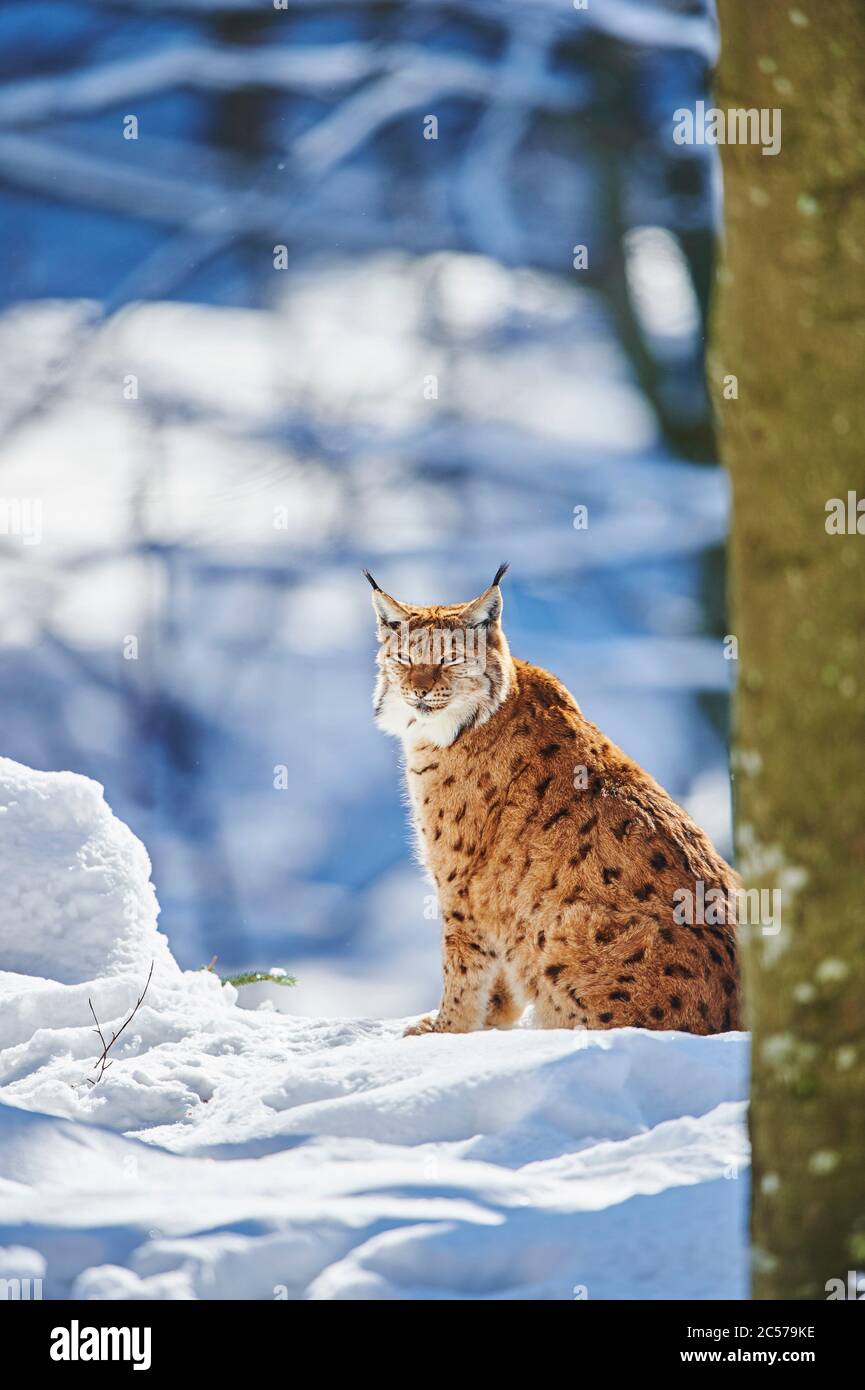 Lynx européen (Lynx lynx) en hiver, assis latéralement, Parc national de la forêt de Bayernn, Bayern, Allemagne Banque D'Images