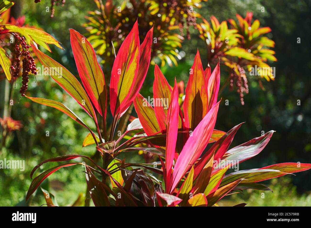 Club Lily (Cordyline fruticosa), plante agave de la forêt tropicale, Hawaii, Aloha State, États-Unis Banque D'Images Club Lily (Cordyline fruticosa), plante agave de la forêt tropicale, Hawaii, Aloha State, États-Unis Banque D'Images
