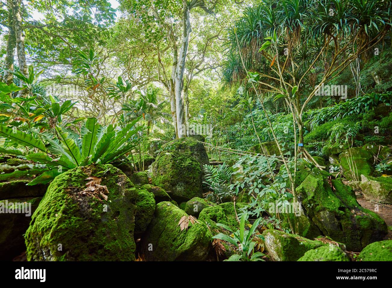 Fougères de nid (Asplenium nidus), paysage, forêt tropicale, Hawaï, État d'Aloha, États-Unis Banque D'Images