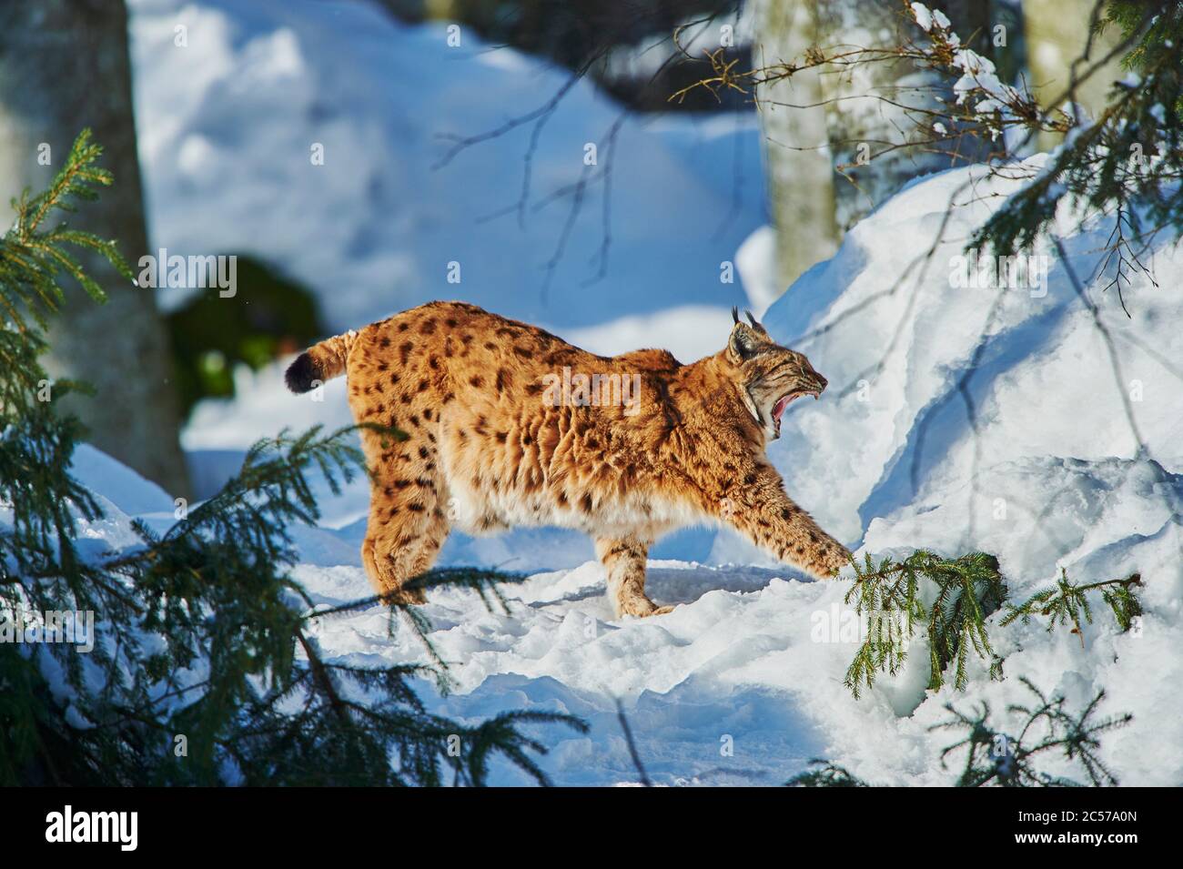 Lynx européen (Lynx lynx) en hiver, latéralement, à pied, Parc national de la forêt de Bayernn, Bayern, Allemagne Banque D'Images
