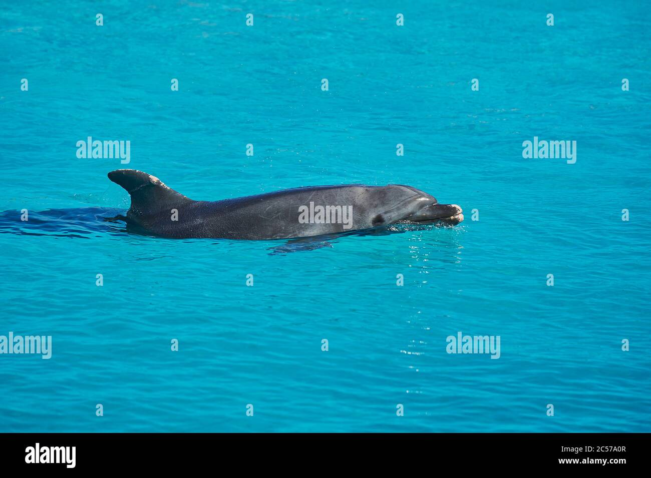 Grand dauphin, Tursiops truncatus, natation, sur les côtés, portrait, île hawaïenne d'Oahu, Hawaï, État d'Aloha, États-Unis Banque D'Images