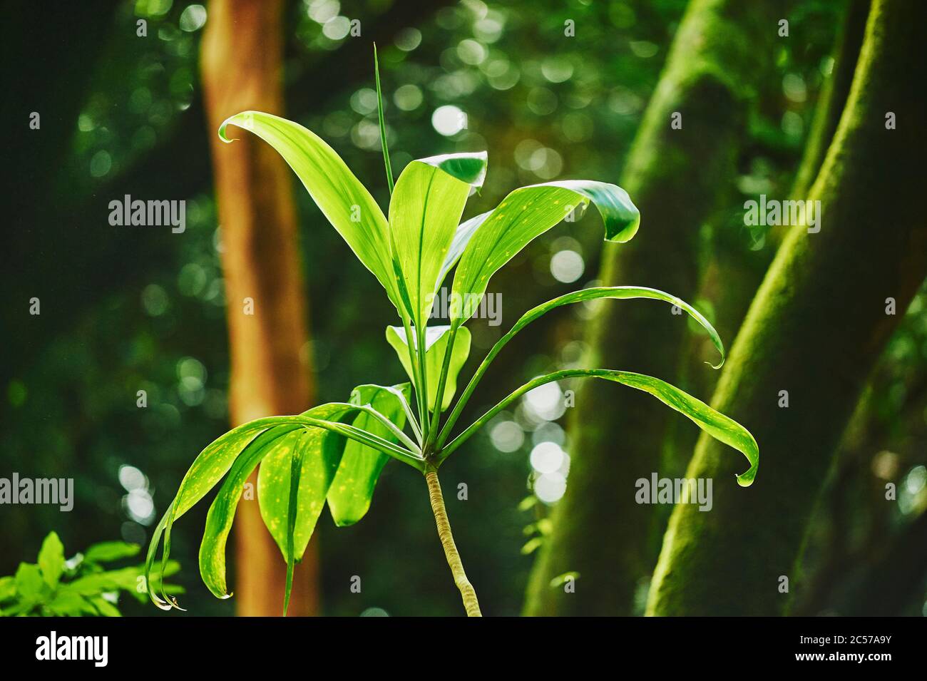 Club Lily (Cordyline fruticosa), plante agave de la forêt tropicale, Hawaii, Aloha State, États-Unis Banque D'Images Club Lily (Cordyline fruticosa), plante agave de la forêt tropicale, Hawaii, Aloha State, États-Unis Banque D'Images