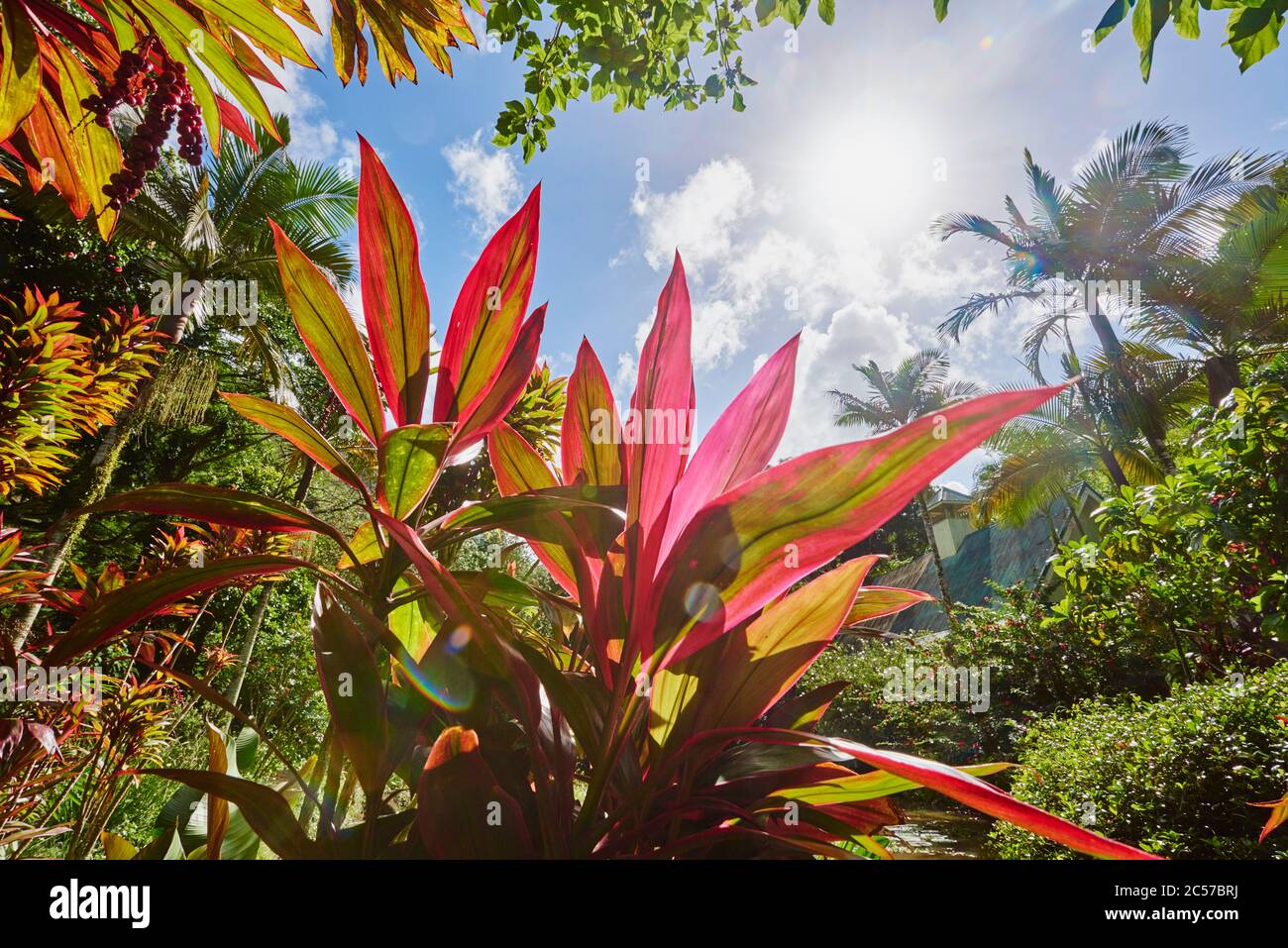 Club Lily (Cordyline fruticosa), plante agave de la forêt tropicale, Hawaii, Aloha State, États-Unis Banque D'Images