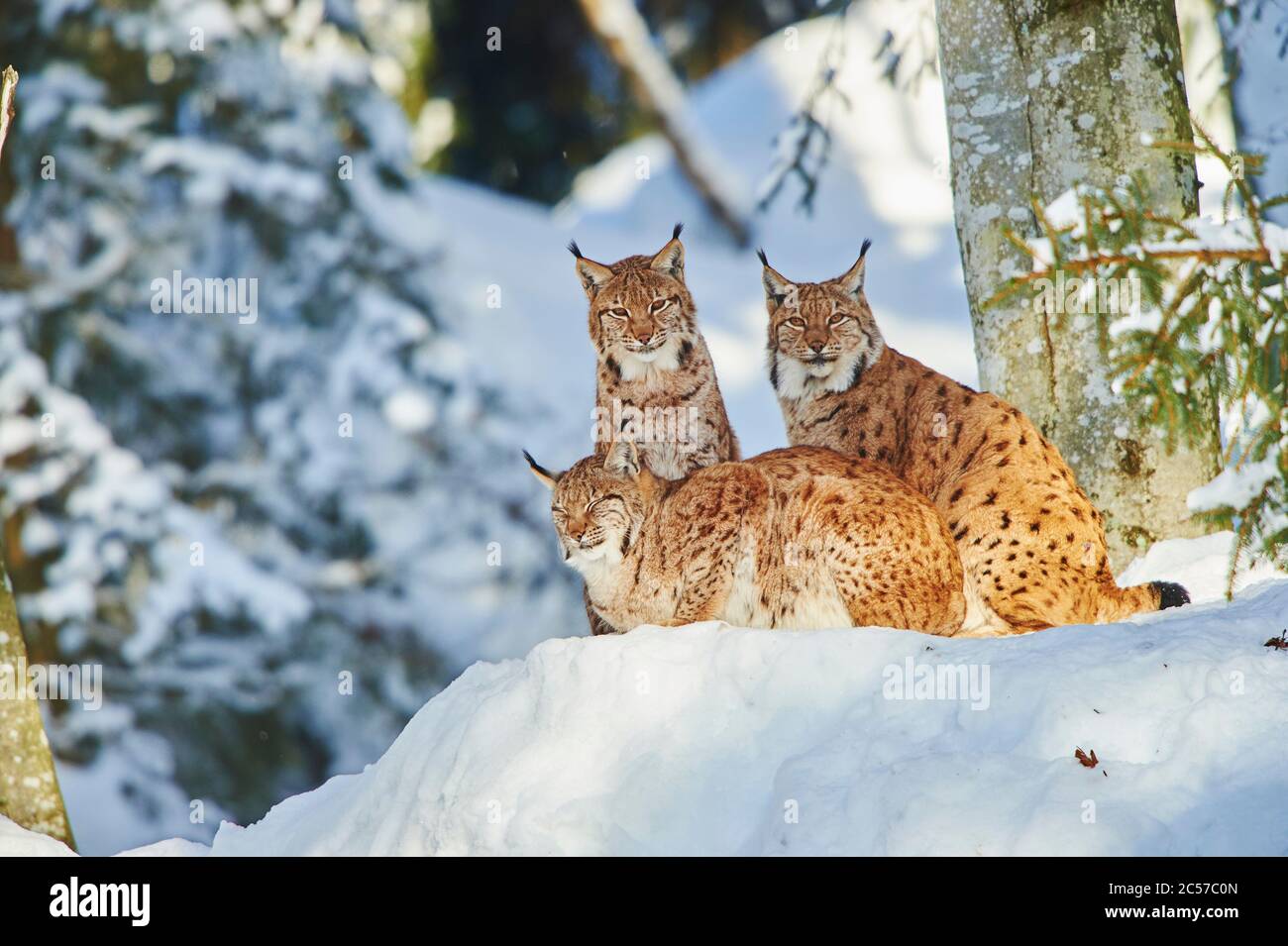 Lynx européen (Lynx lynx) en hiver, Parc national de la forêt de Bayernn, Bayern, Allemagne Banque D'Images