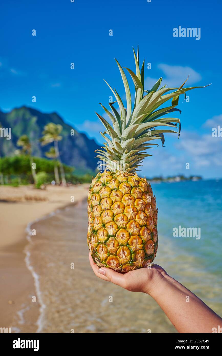 Ananas (Ananas comosus) d'une main sur la plage, Kualoa Rock Beach, Kualoa point, Mokoli'i Island, Kualoa Regional Park, Hawaiian Islands, Hawaii, Banque D'Images