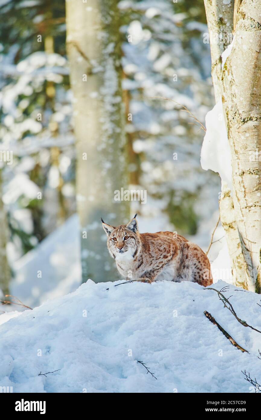 Lynx européen (Lynx lynx) en hiver, allongé sur les côtés, Parc national de la forêt de Bayernn, Bayern, Allemagne Banque D'Images