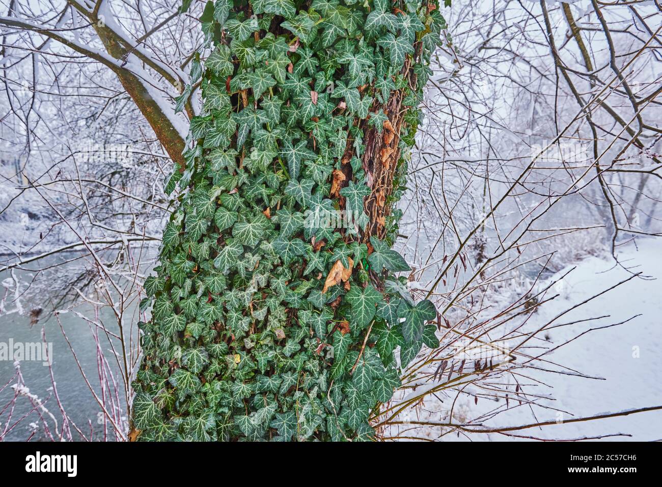 Ivy (Hedera Helix) sur un tronc d'arbre, hiver, Regensburg, Bayern, Allemagne, Europa Banque D'Images