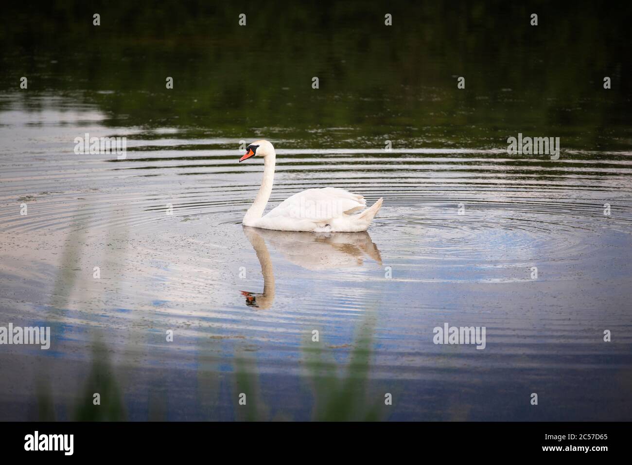 Natation de Swan sur le lac. Oiseau de cygne blanc sur l'eau. Banque D'Images